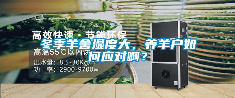 冬季羊舍濕度大，養(yǎng)羊戶如何應(yīng)對(duì)?。?/></p>
						    <p style=