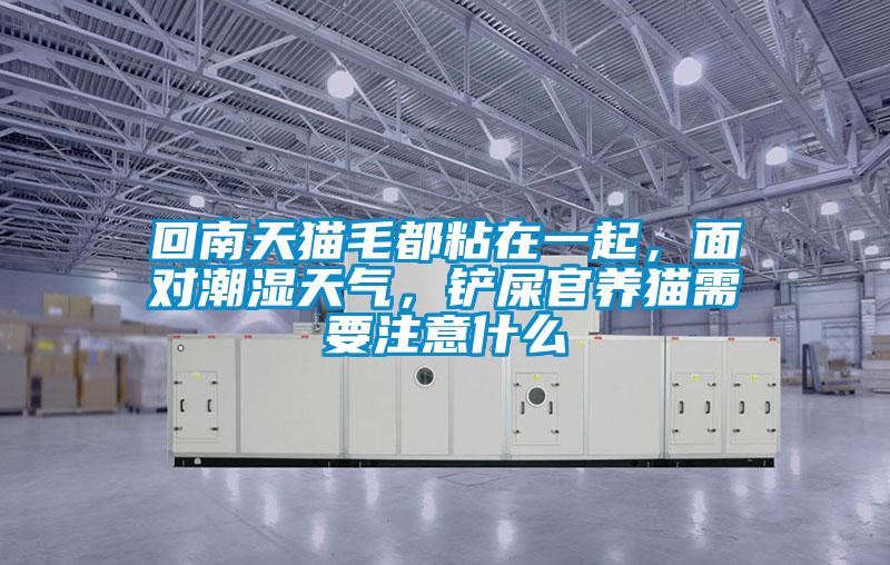 回南天貓毛都粘在一起，面對(duì)潮濕天氣，鏟屎官養(yǎng)貓需要注意什么