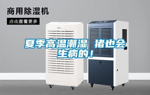 夏季高溫潮濕 豬也會生病的！