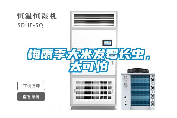 梅雨季大米發(fā)霉長蟲，太可怕