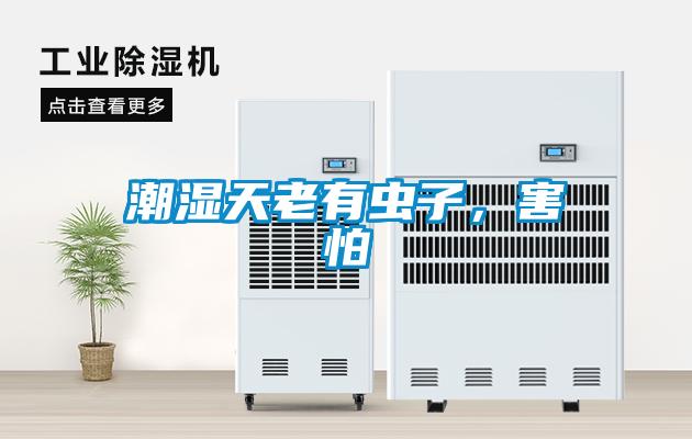 潮濕天老有蟲子，害怕