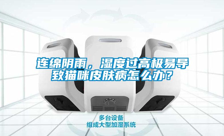 連綿陰雨，濕度過高極易導致貓咪皮膚病怎么辦？
