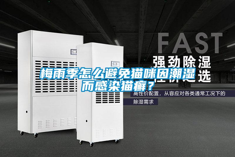 梅雨季怎么避免貓咪因潮濕而感染貓癬？