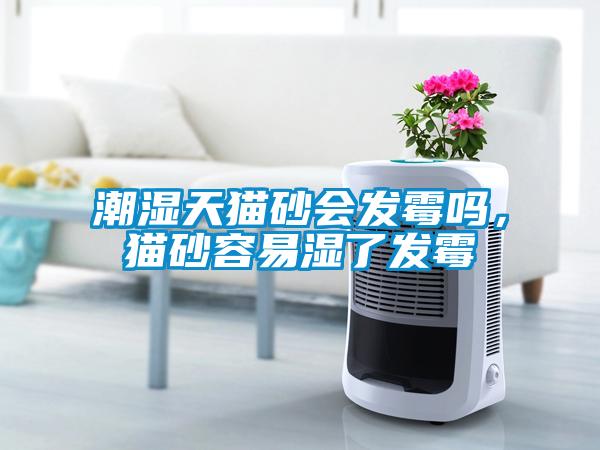 潮濕天貓砂會發(fā)霉嗎，貓砂容易濕了發(fā)霉