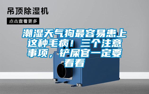 潮濕天氣狗最容易患上這種毛??！三個(gè)注意事項(xiàng)，鏟屎官一定要看看