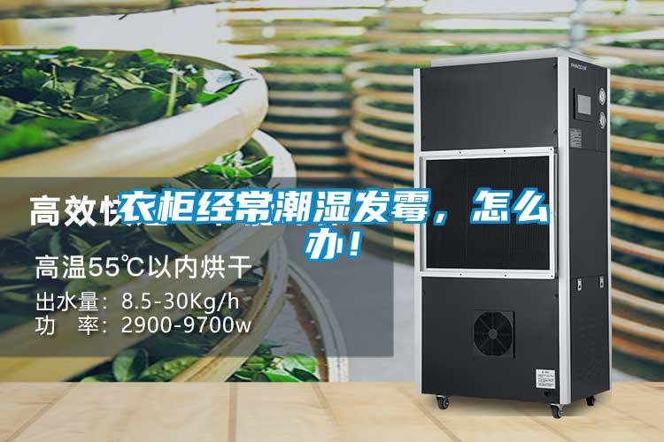 衣柜經(jīng)常潮濕發(fā)霉，怎么辦！