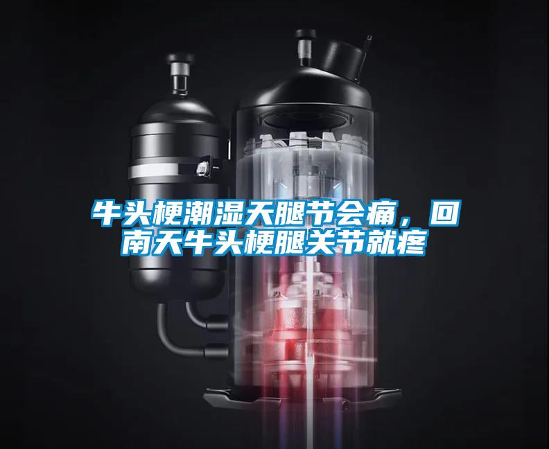 牛頭梗潮濕天腿節(jié)會(huì)痛，回南天牛頭梗腿關(guān)節(jié)就疼