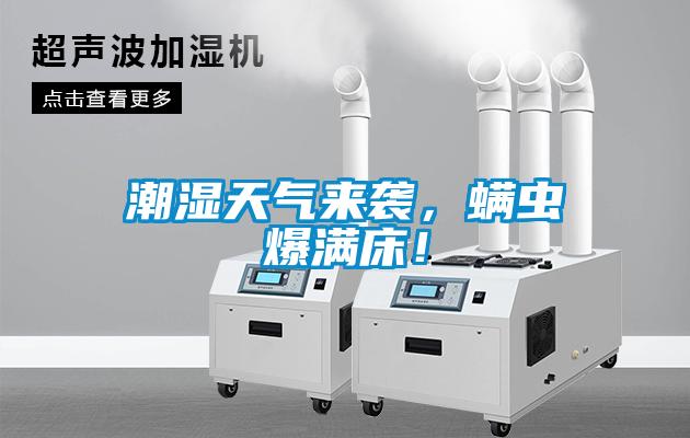 潮濕天氣來襲，螨蟲爆滿床！