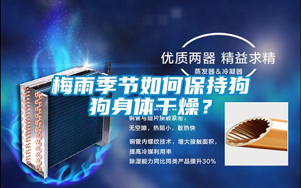 梅雨季節(jié)如何保持狗狗身體干燥？