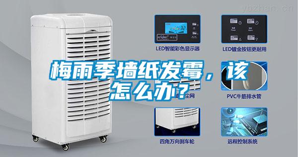 梅雨季墻紙發(fā)霉，該怎么辦？