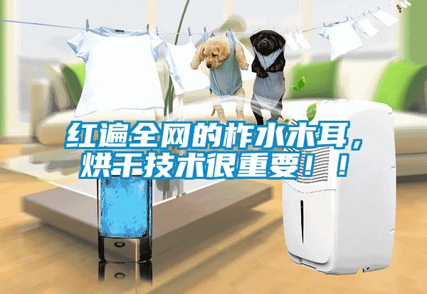紅遍全網(wǎng)的柞水木耳，烘干技術(shù)很重要?。?/></p>
						    <p style=