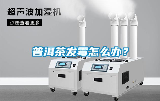 普洱茶發(fā)霉怎么辦？