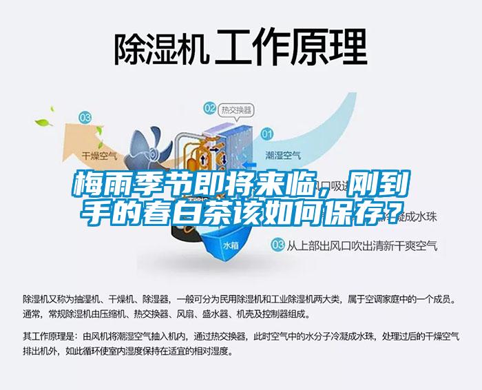 梅雨季節(jié)即將來臨，剛到手的春白茶該如何保存？