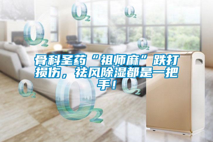 骨科圣藥“祖師麻”跌打損傷，祛風(fēng)除濕都是一把手！