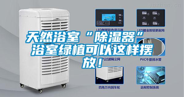 天然浴室“除濕器” 浴室綠植可以這樣擺放！