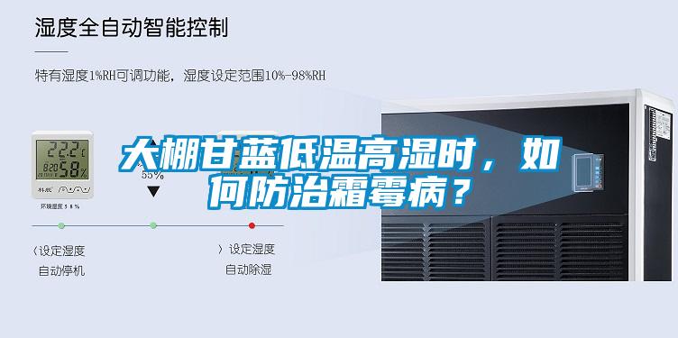 大棚甘藍低溫高濕時，如何防治霜霉?。?/></p>
						    <p style=