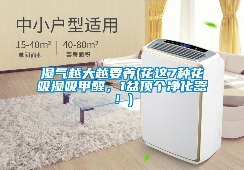 濕氣越大越要養(yǎng)(花這7種花吸濕吸甲醛，1盆頂個(gè)凈化器！)