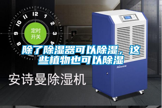 除了除濕器可以除濕，這些植物也可以除濕
